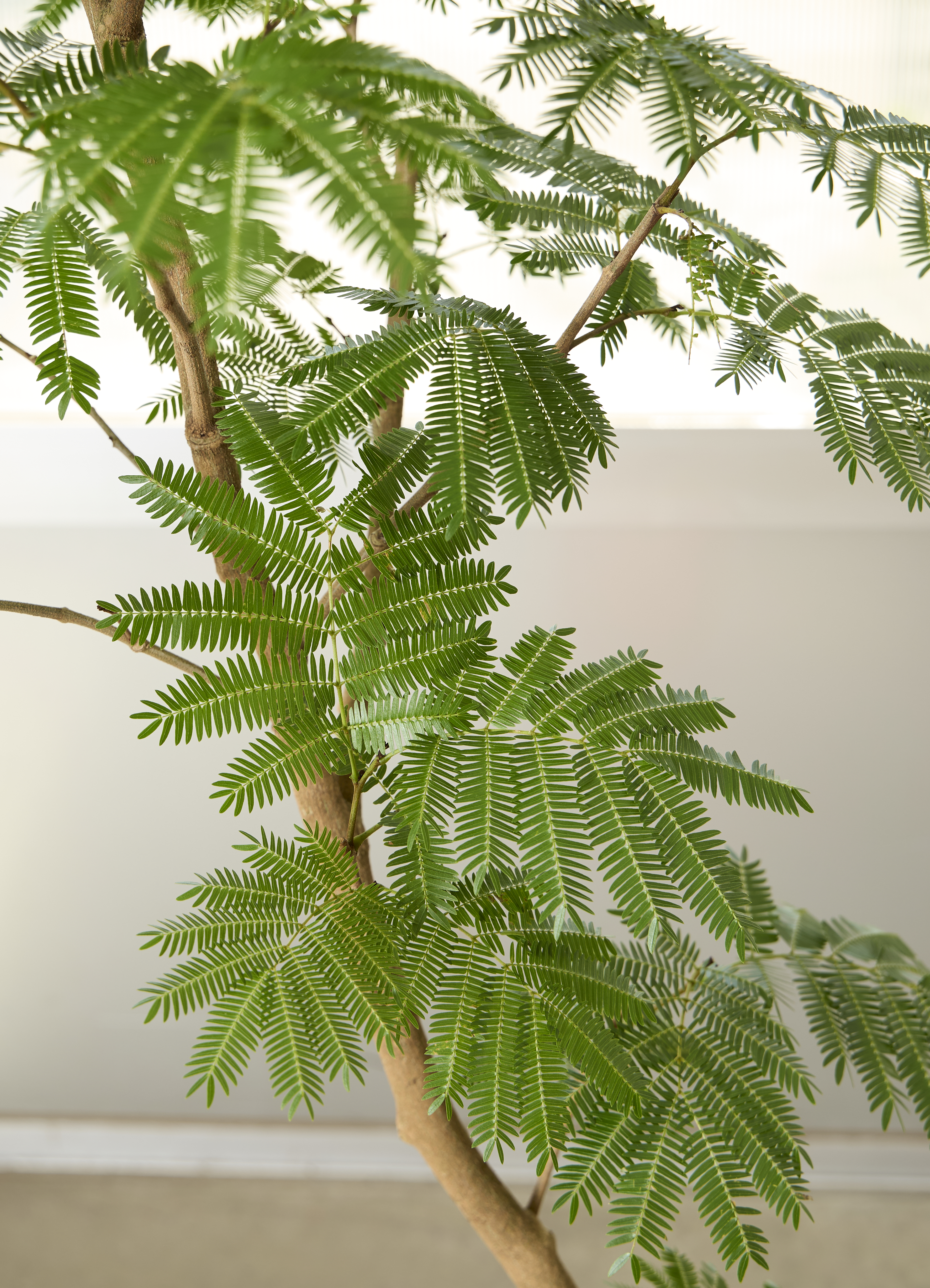 観葉植物 エバーフレッシュ【190cm】10号 曲り プラスチック鉢 #69641