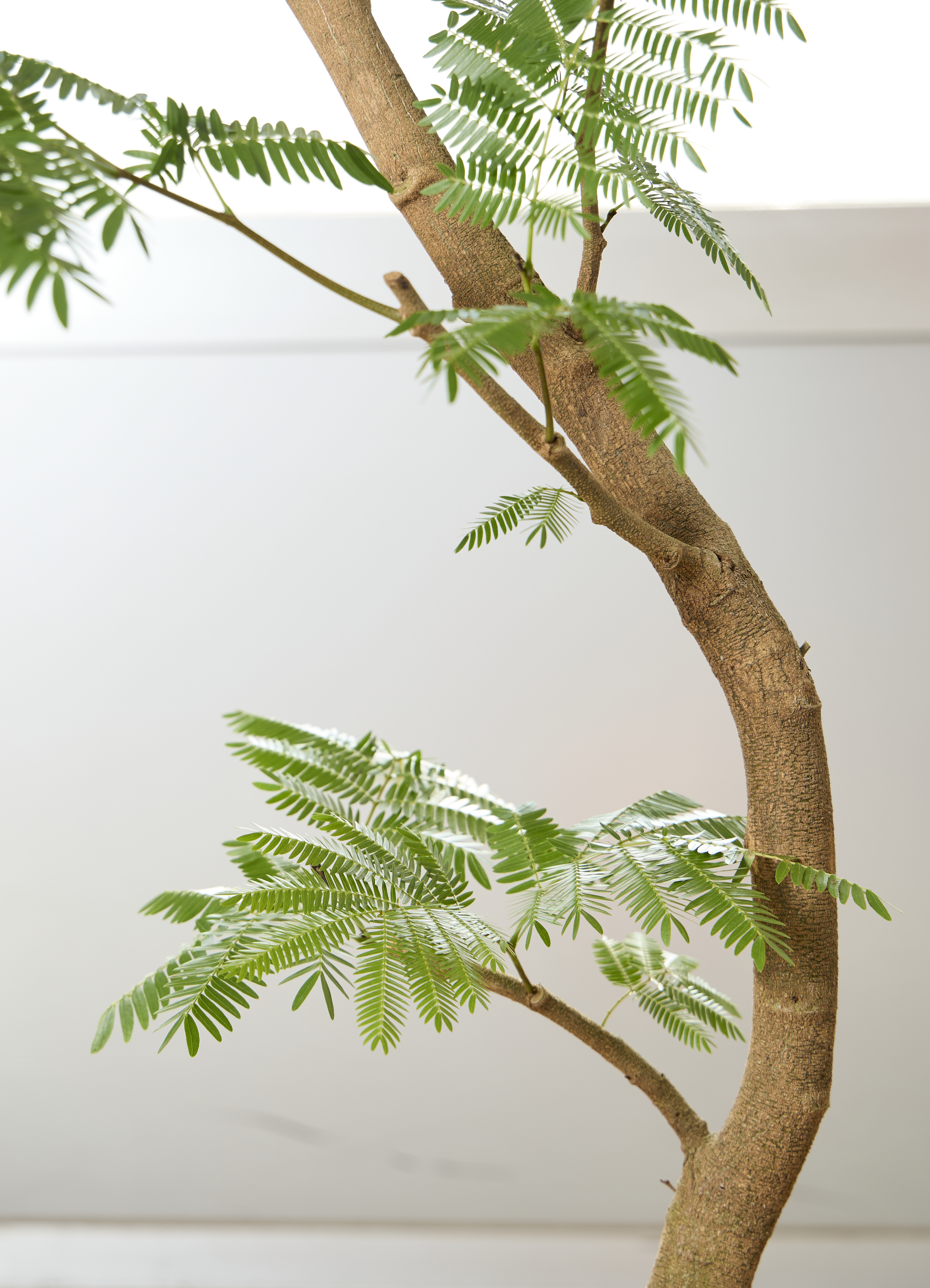 観葉植物 エバーフレッシュ【190cm】10号 曲り プラスチック鉢 #69641