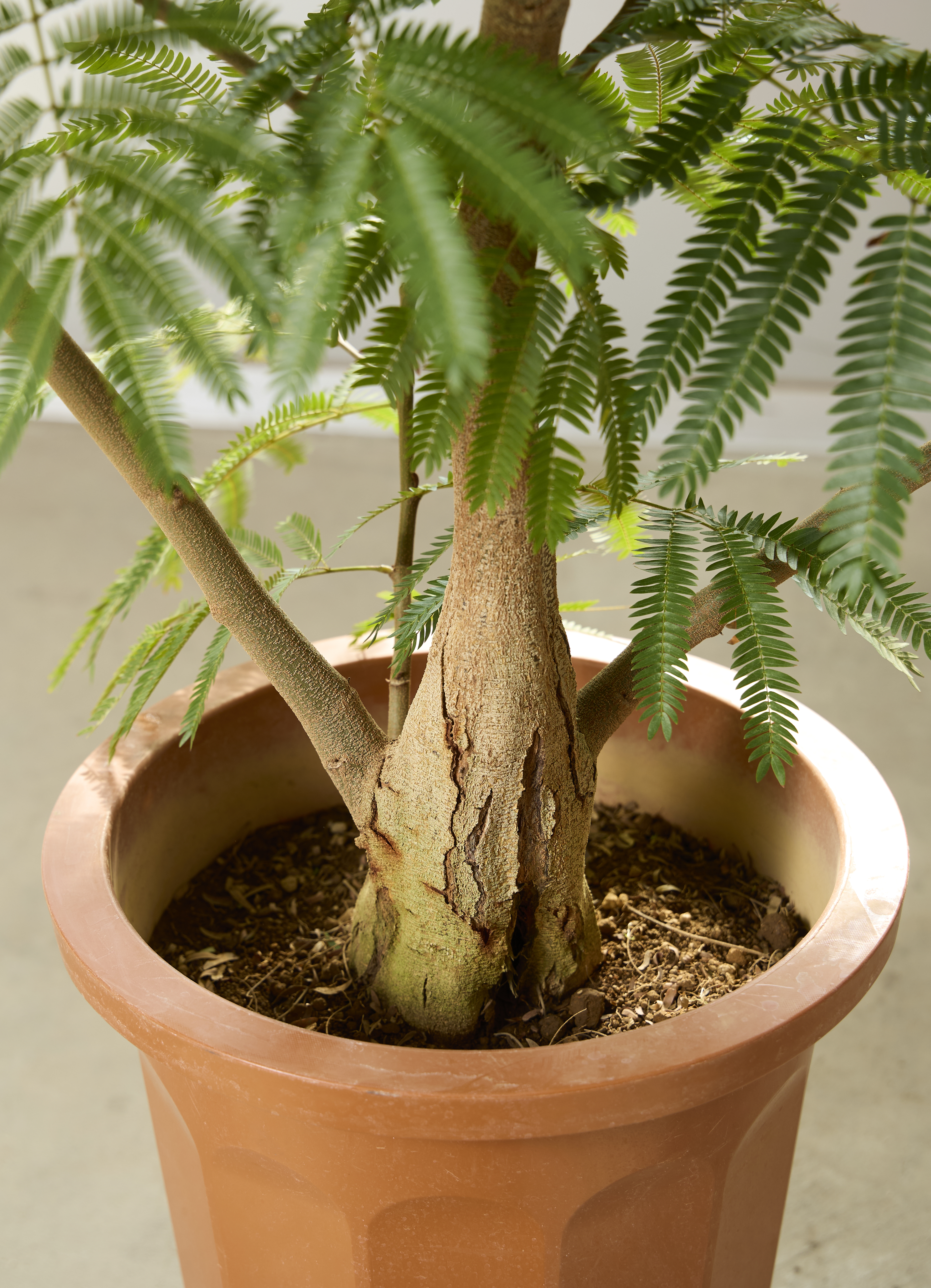 観葉植物 エバーフレッシュ【210cm】10号 プラスチック鉢 #69643 ※1都3