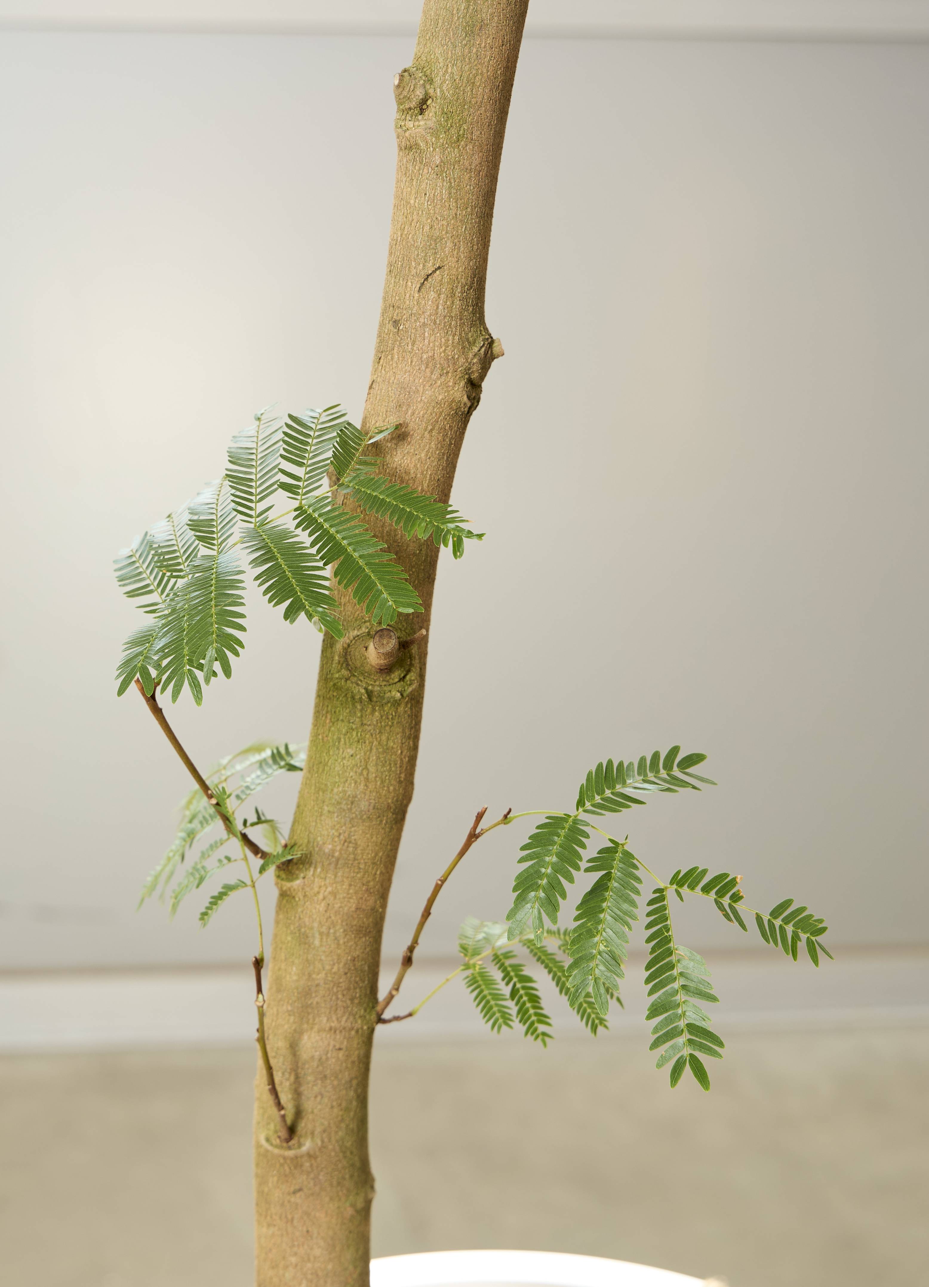 【お取り引き限定】エバーフレッシュ （白の12号鉢） 観葉植物 エバーフレッシュ アカサヤネムノキ 陶器鉢 たて線 縦縞