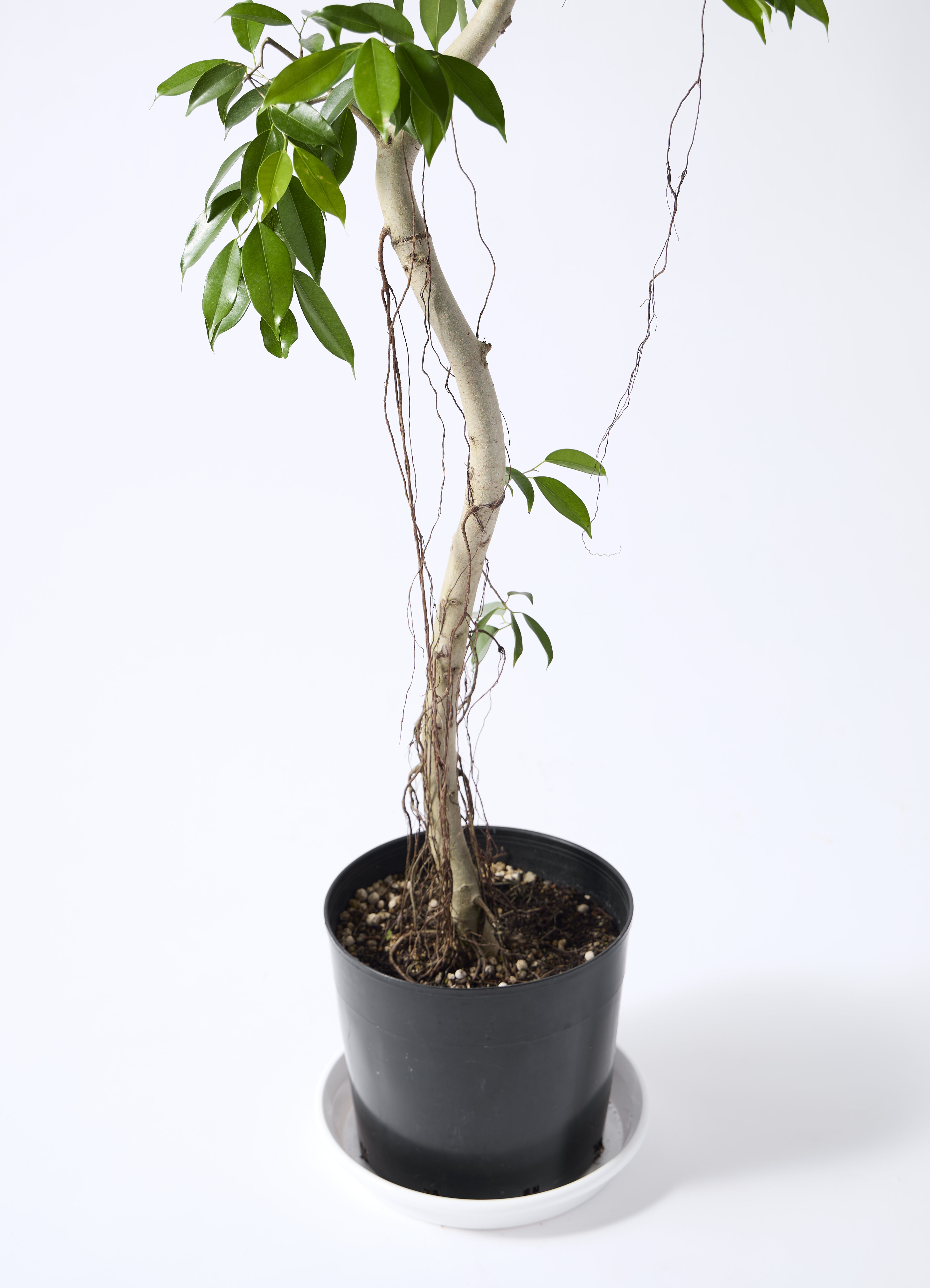 観葉植物 ベンジャミン 9号 ヌダ プラスチック鉢 | 観葉植物なら