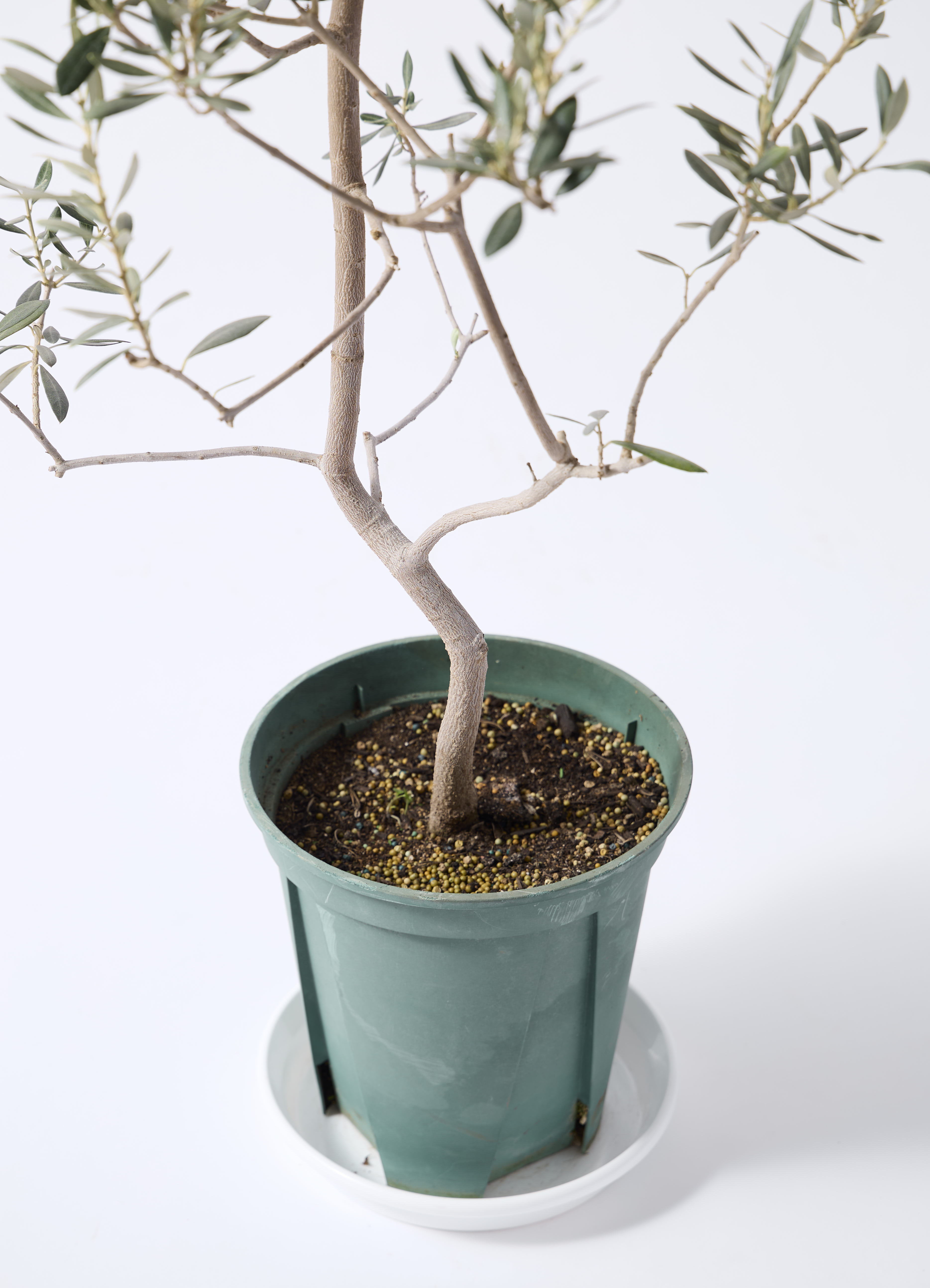 観葉植物 オリーブの木 8号 バロウニ コンカー キューブ 灰 付き 観葉植物 オリーブの木 8号 バロウニ コンカー キューブ 灰 付き