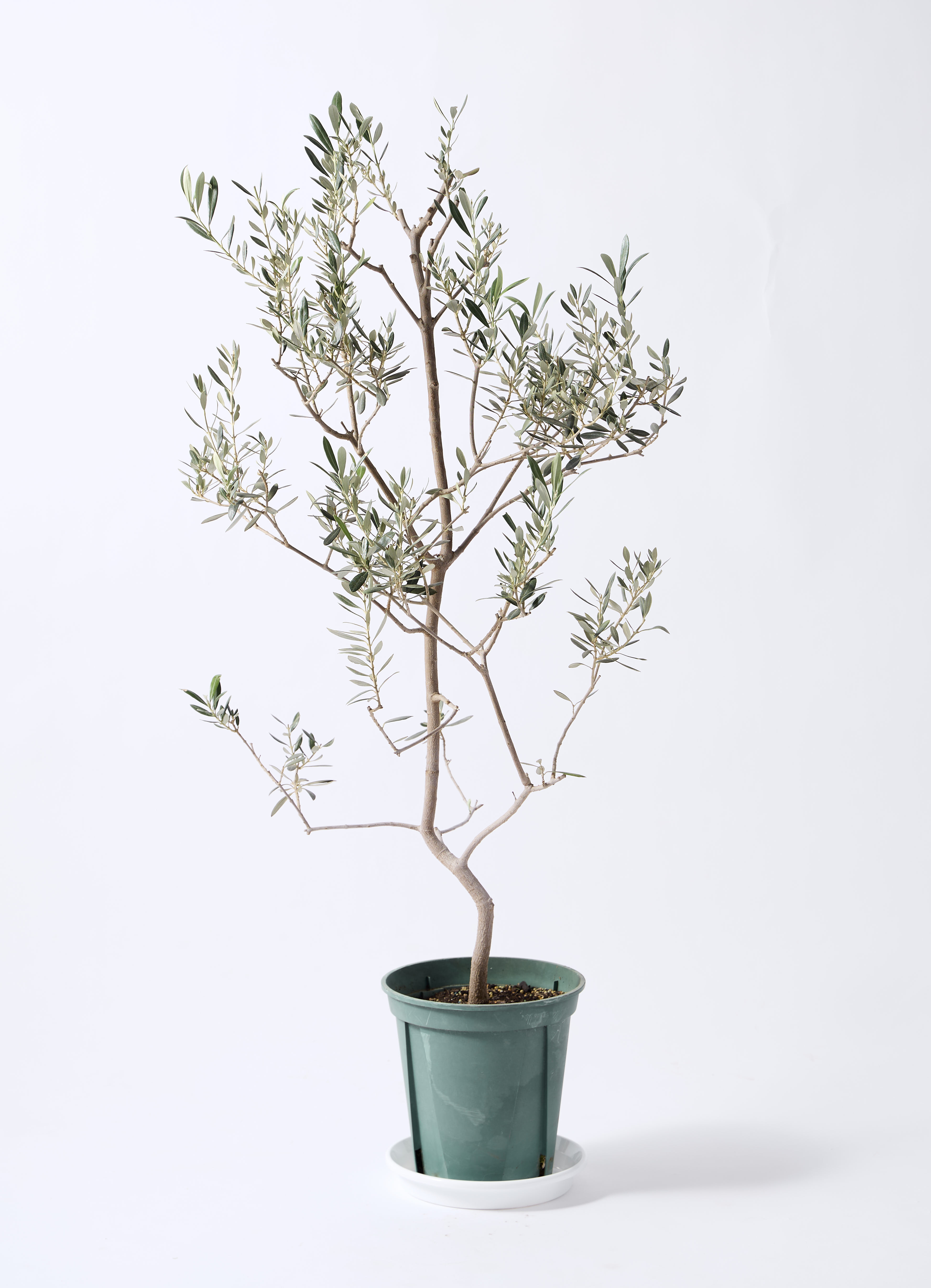 観葉植物 オリーブの木 8号 バロウニ プラスチック鉢 / 小倉園 | 観葉