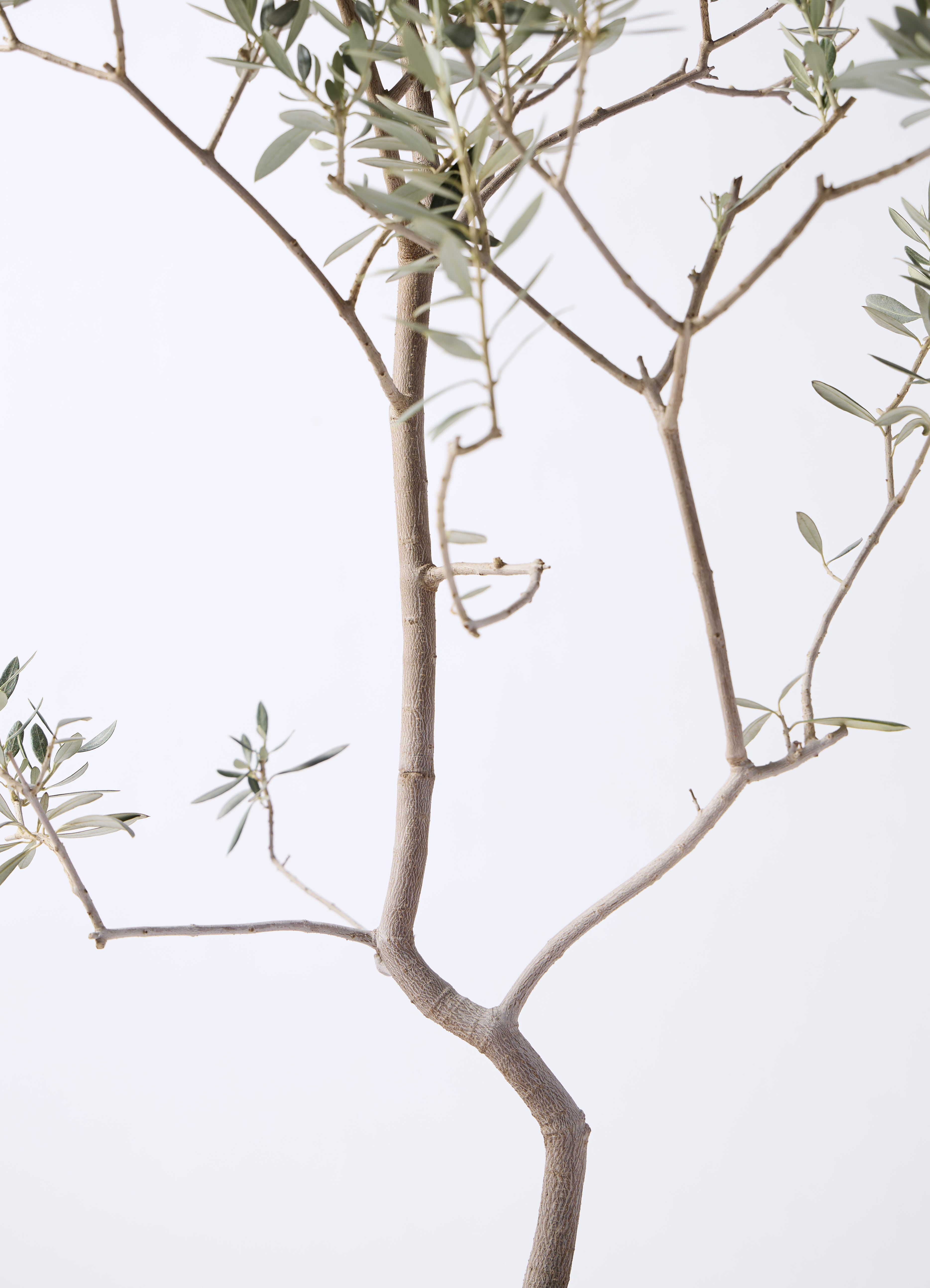 観葉植物 オリーブの木 8号 バロウニ プラスチック鉢 / 小倉園 | 観葉