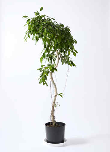 ベンジャミン 6個 ゼブラ ZEBRA シャーボX SL6 レザーミントグリーン | 全商品,筆記具