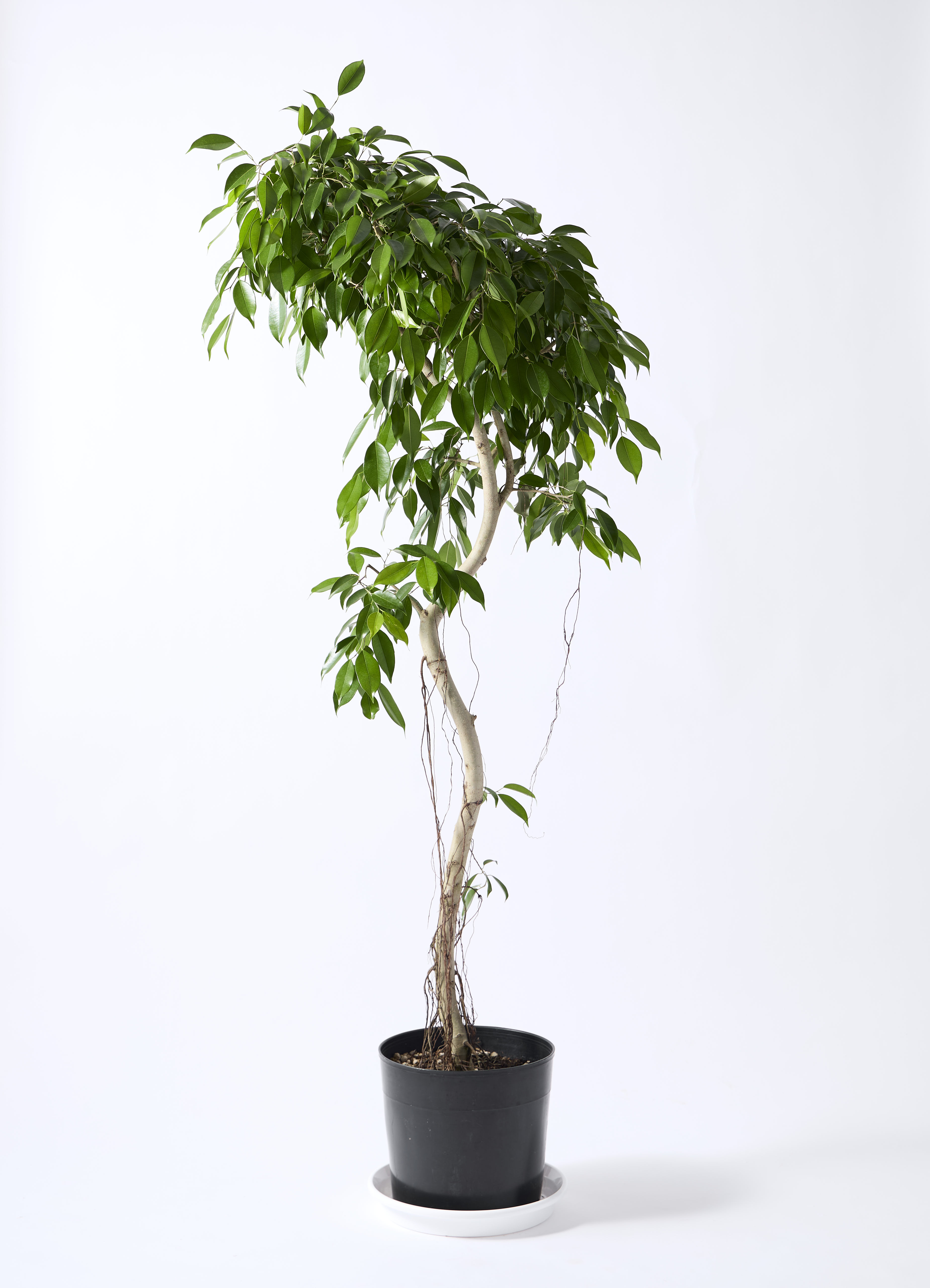 ficus-benjamina-nuda-2_0001.