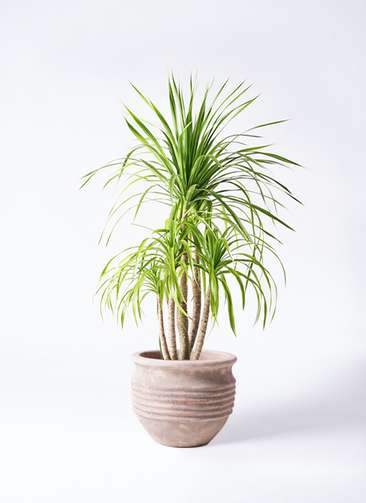 観葉植物 ドラセナ カンボジアーナ 8号 テラアストラ リゲル 赤茶色