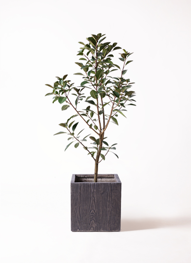 観葉植物 フランスゴムの木 8号 ノーマル ベータ キューブプランター