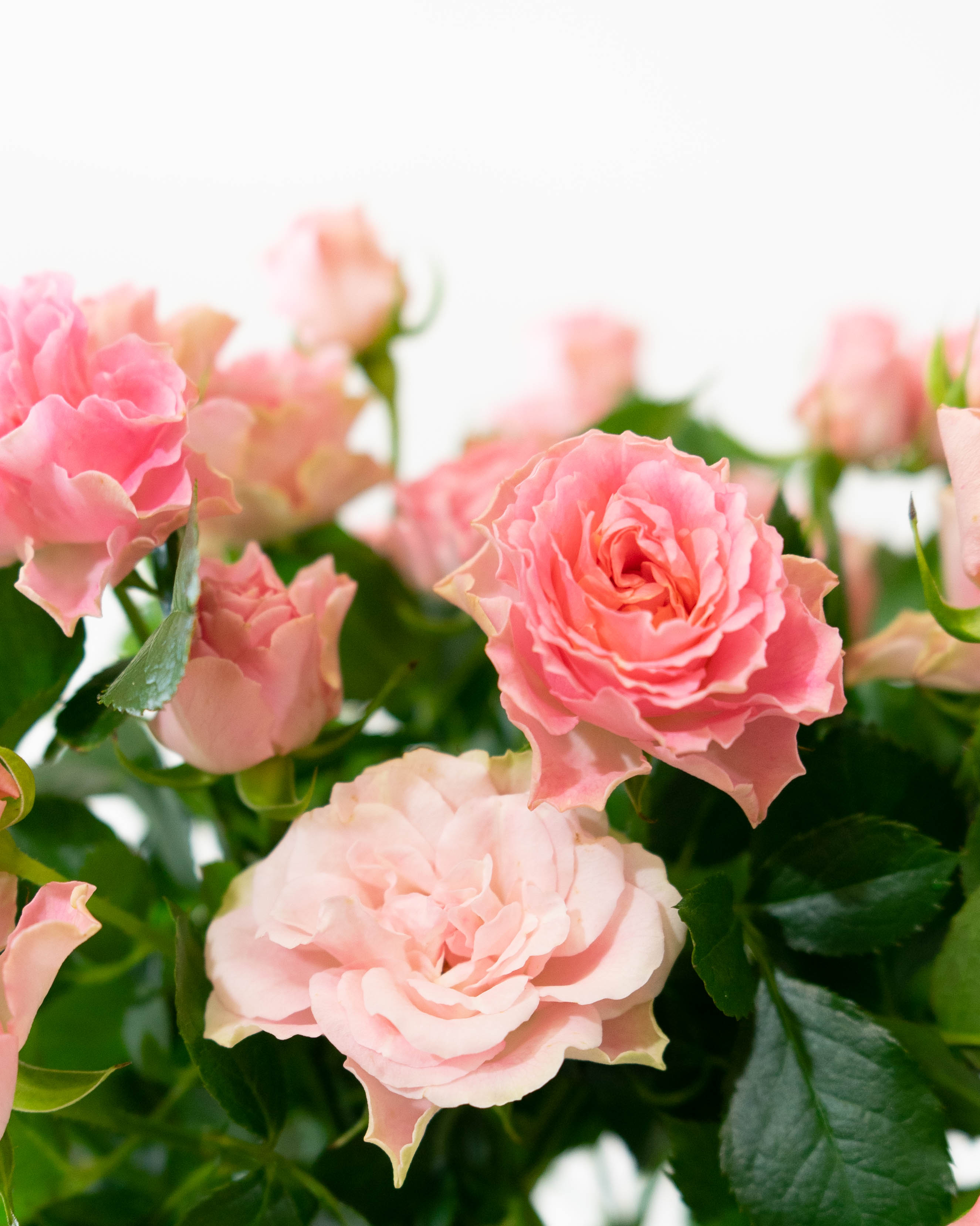 &ねこ大好きさん専用纏め　薔薇のカット&ステンシルピンクの木製2段とスリムラック BQO5222B0003_l_a001.jpg