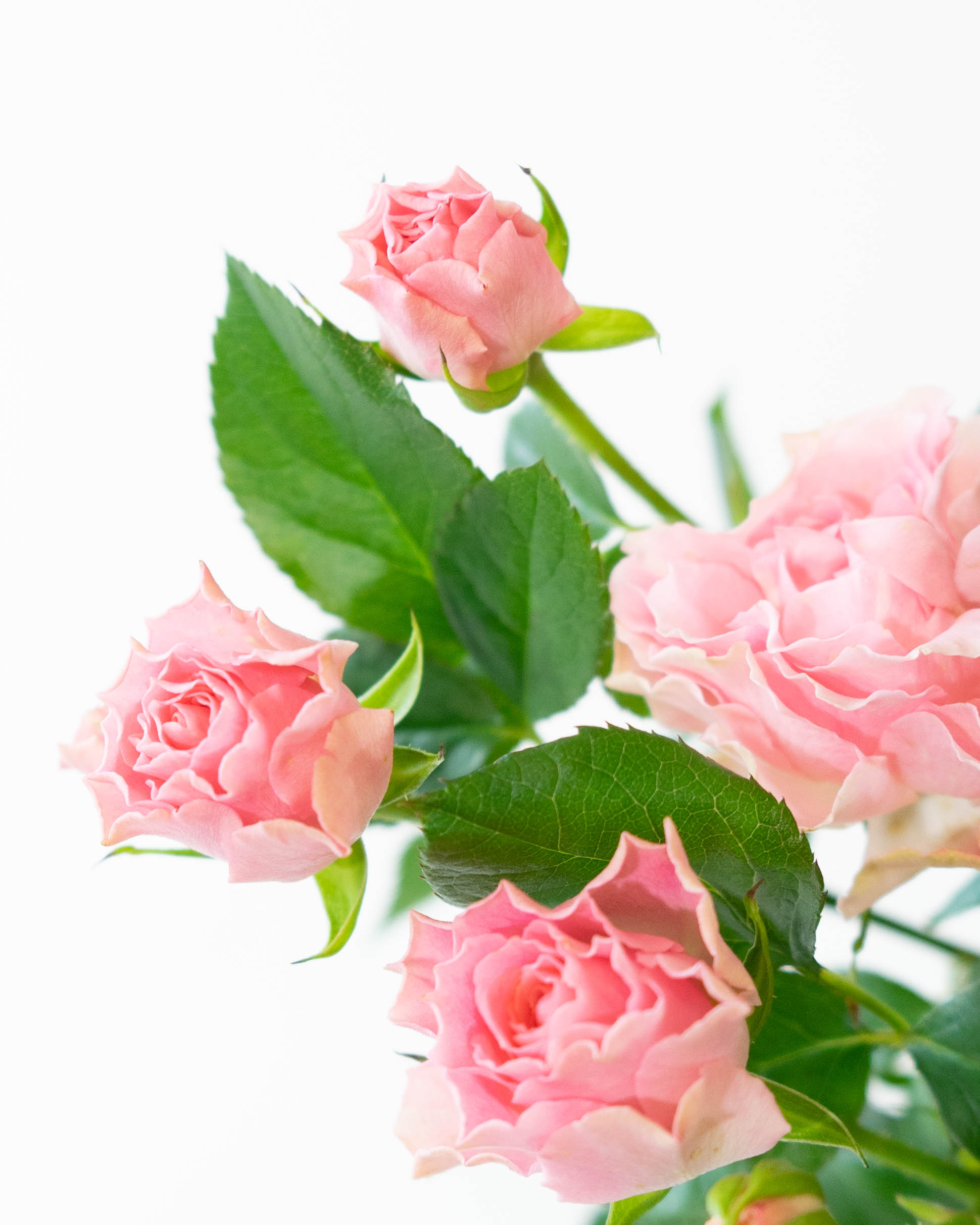 産地直送 スプレーバラ 4・グッド・タフィー＋ 5本束／滋賀 國枝バラ園