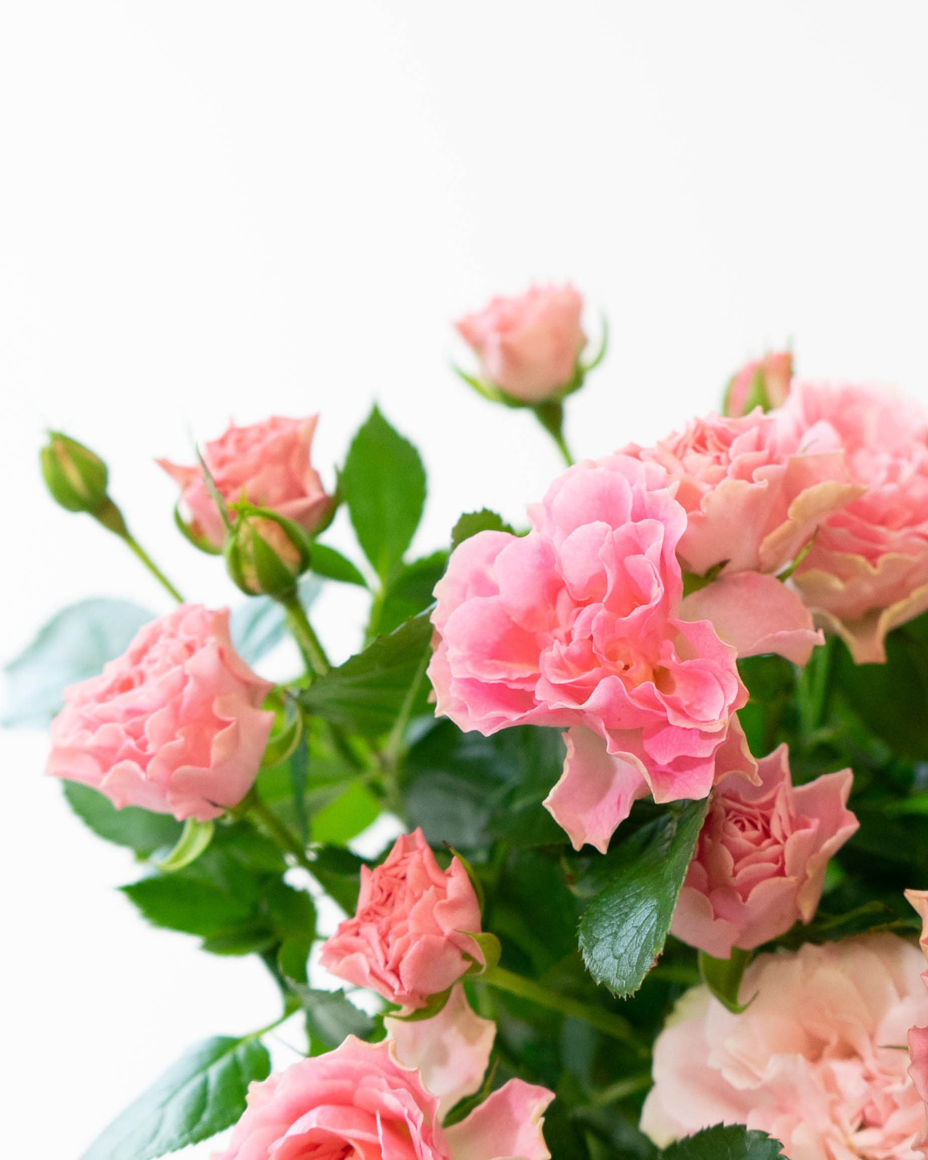 ★超レア！ヒロ・ヤマガタ ブロンズ彫刻『春風』薔薇の花束とパリジェンヌ 産地直送 香るバラ花束 フェアビアンカ Sサイズ／静岡 増田バラ園から