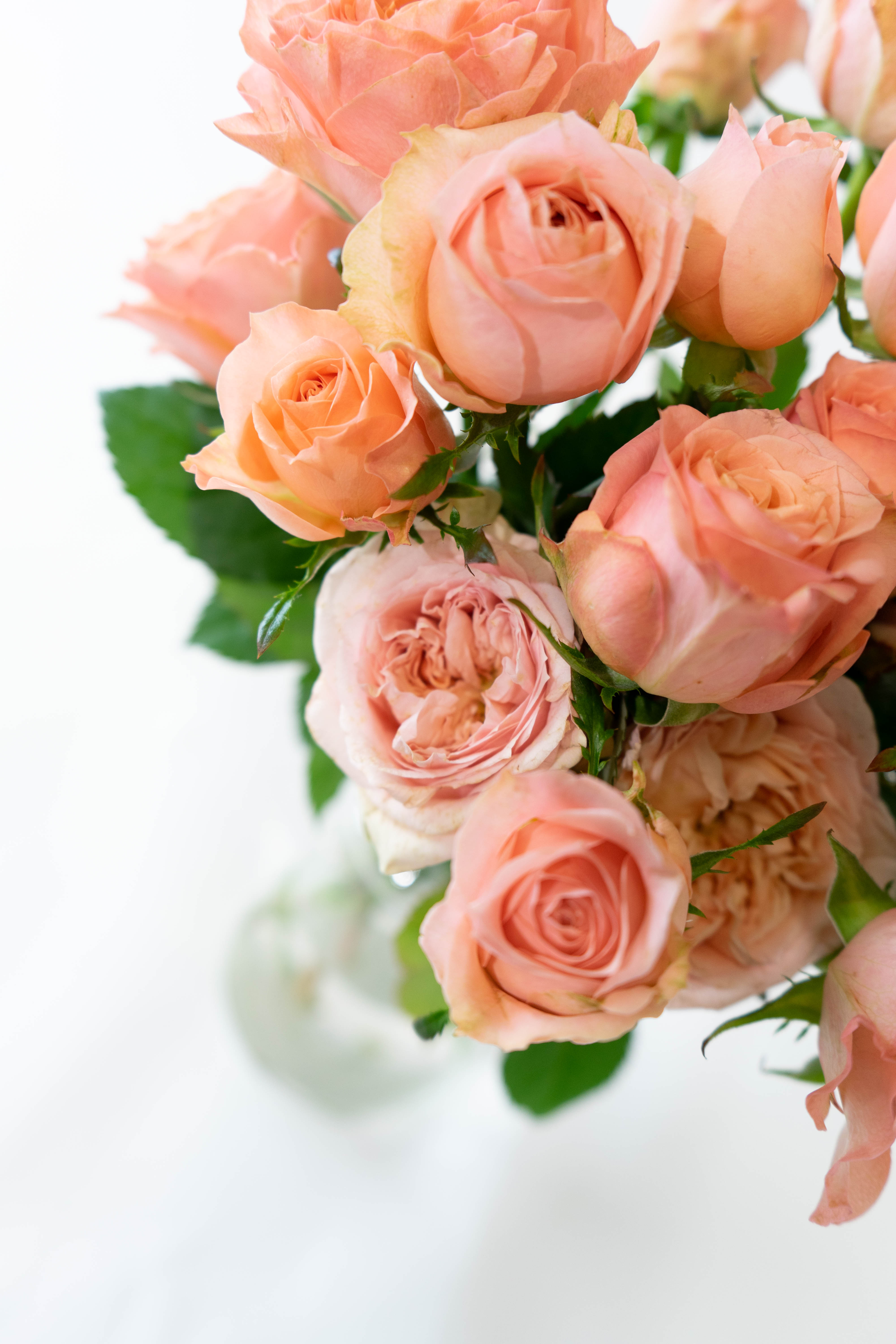 産地直送 バラ ダスティピンクミックス 10本束／滋賀 國枝バラ園からお