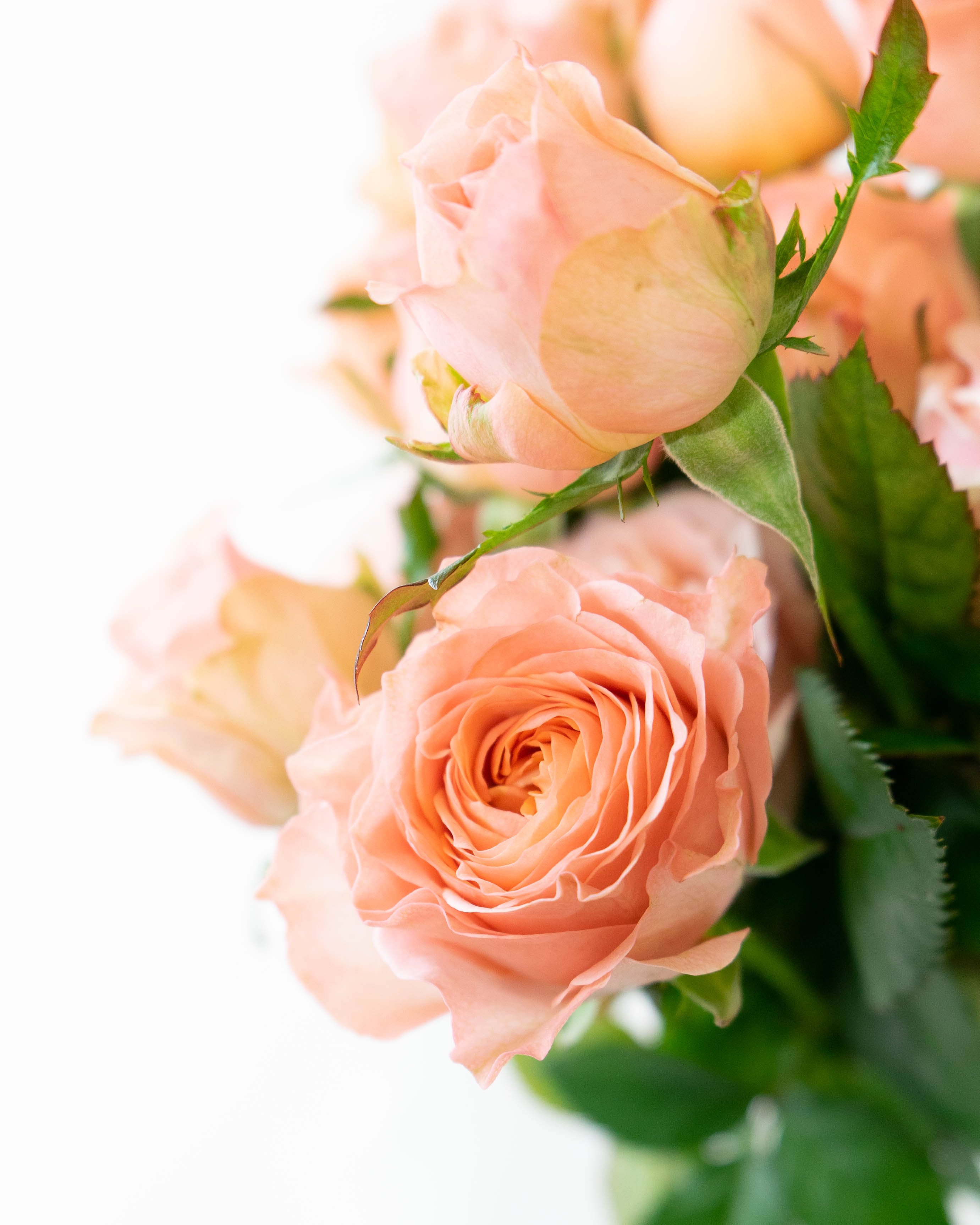 産地直送 バラ ダスティピンクミックス 10本束／滋賀 國枝バラ園からお