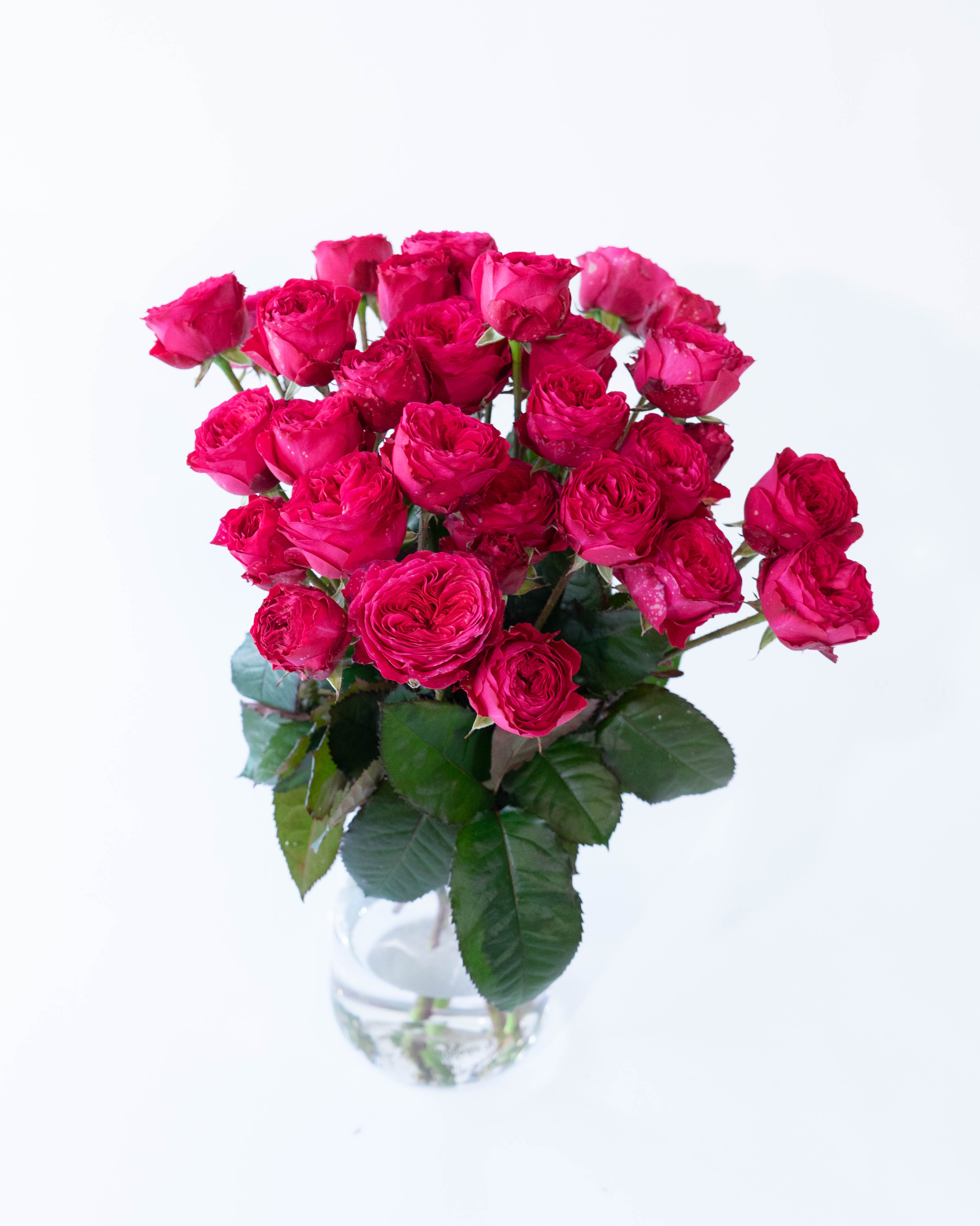 産地直送 スプレーバラ ダンスパーティー 10本束／滋賀 國枝バラ園から