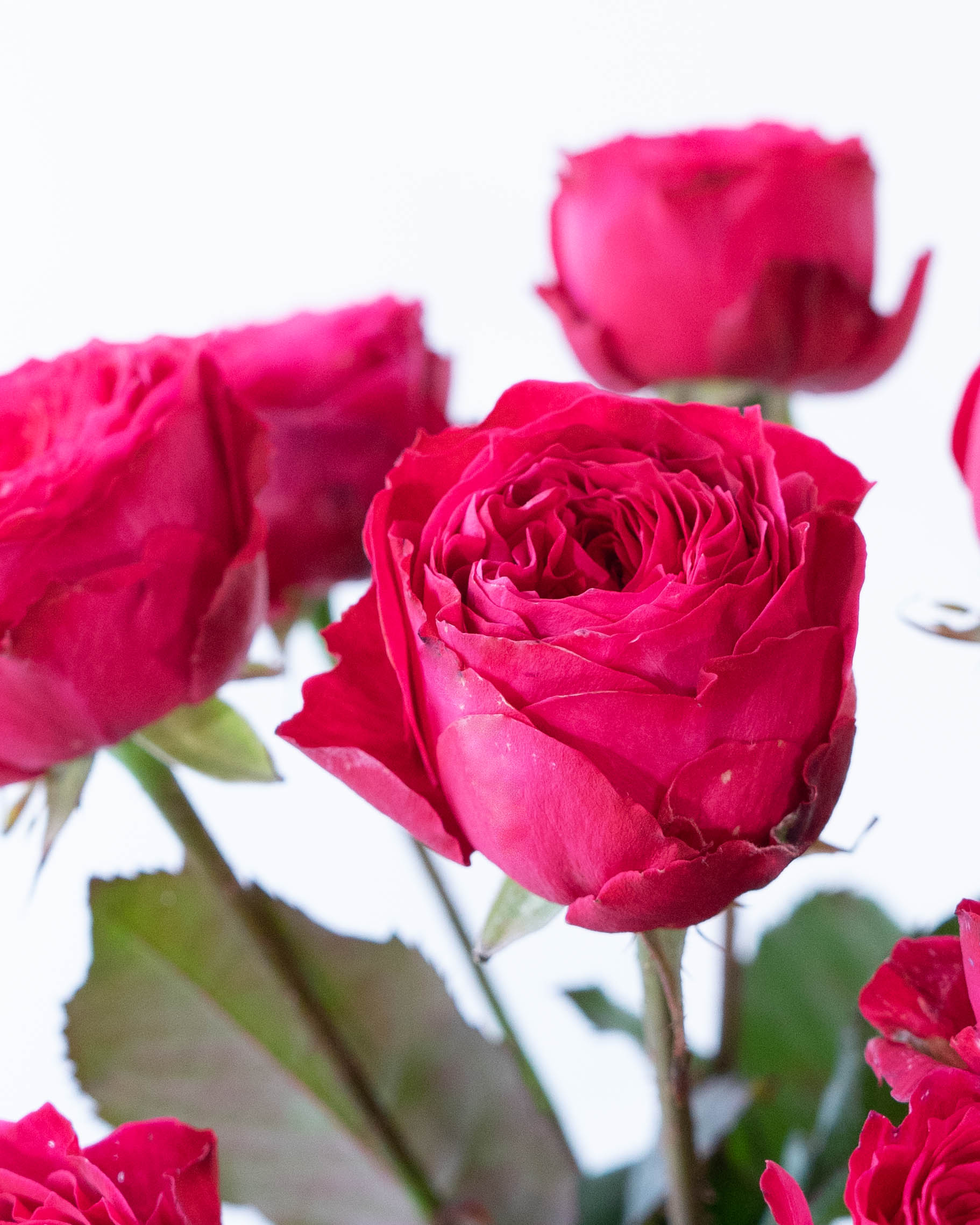 産地直送 スプレーバラ ダンスパーティー 10本束／滋賀 國枝バラ園から