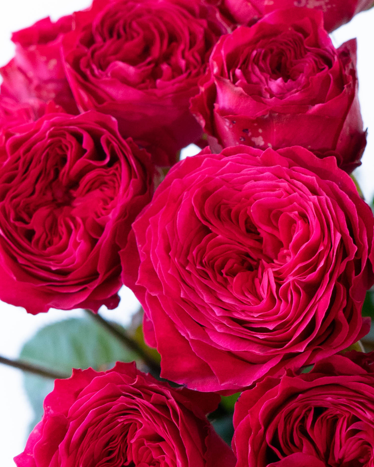 産地直送 スプレーバラ ダンスパーティー 10本束／滋賀 國枝バラ園から