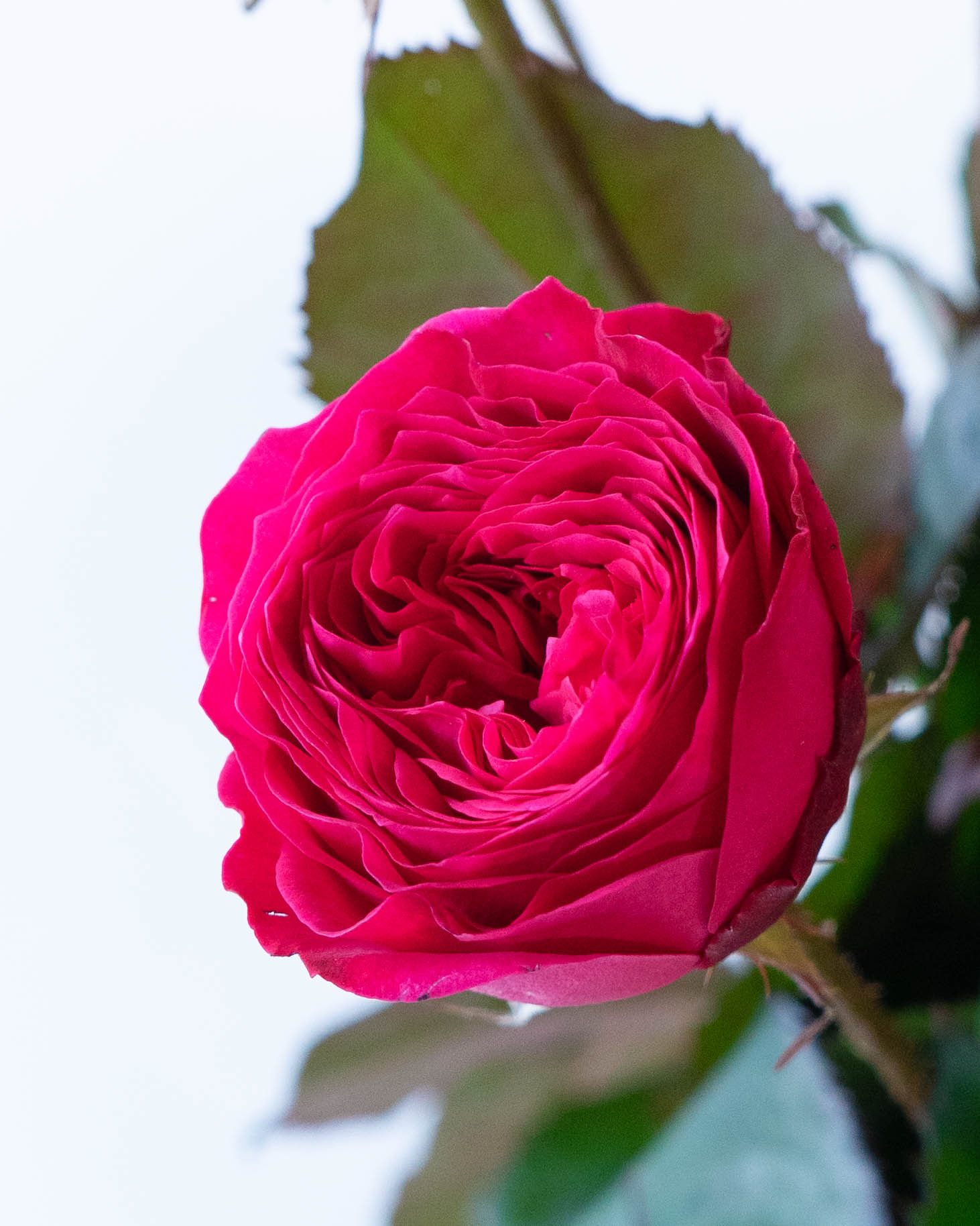 産地直送 スプレーバラ ダンスパーティー 10本束／滋賀 國枝バラ園から