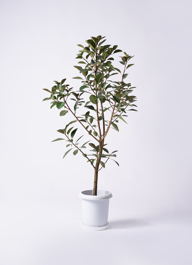 フランスゴム　リビングサイズ　no56 高さ130ｃｍ 観葉植物 フランスゴムの木 8号 ノーマル ラスターポット 付き