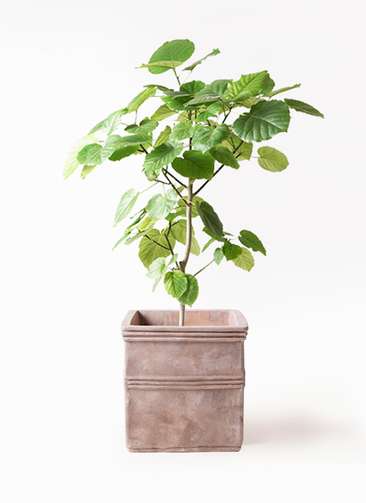 フィカス ウンベラータ 8号 フィカス・ウンベラータ 8号の通販 | 観葉植物通販AONOKI（あおのき）