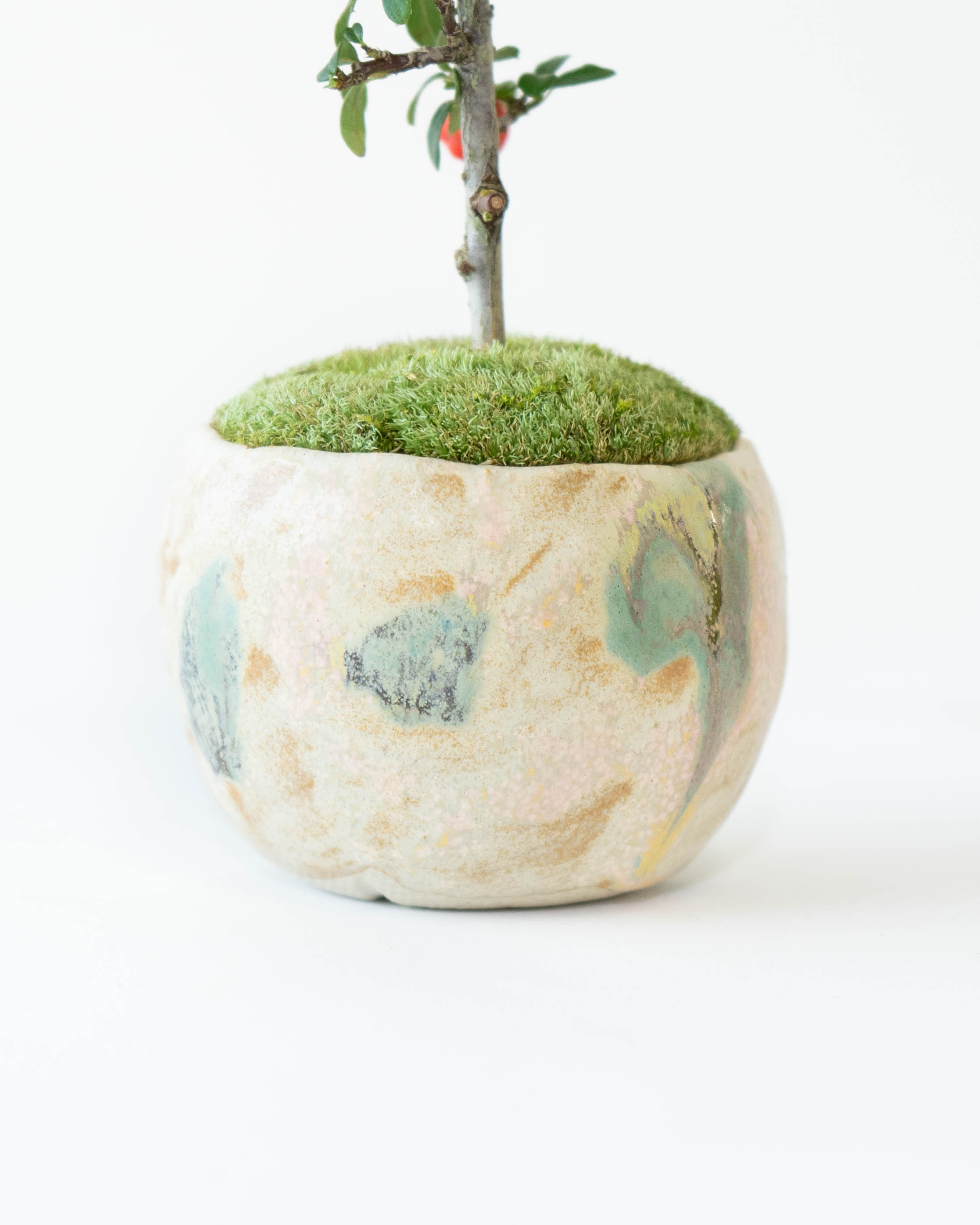 産地直送 盆栽 カマツカコケモモ Lサイズ 鉢色 野山（受け皿セット