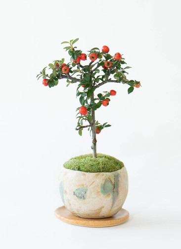 ds-skb-kakematsumomo-6_0001.