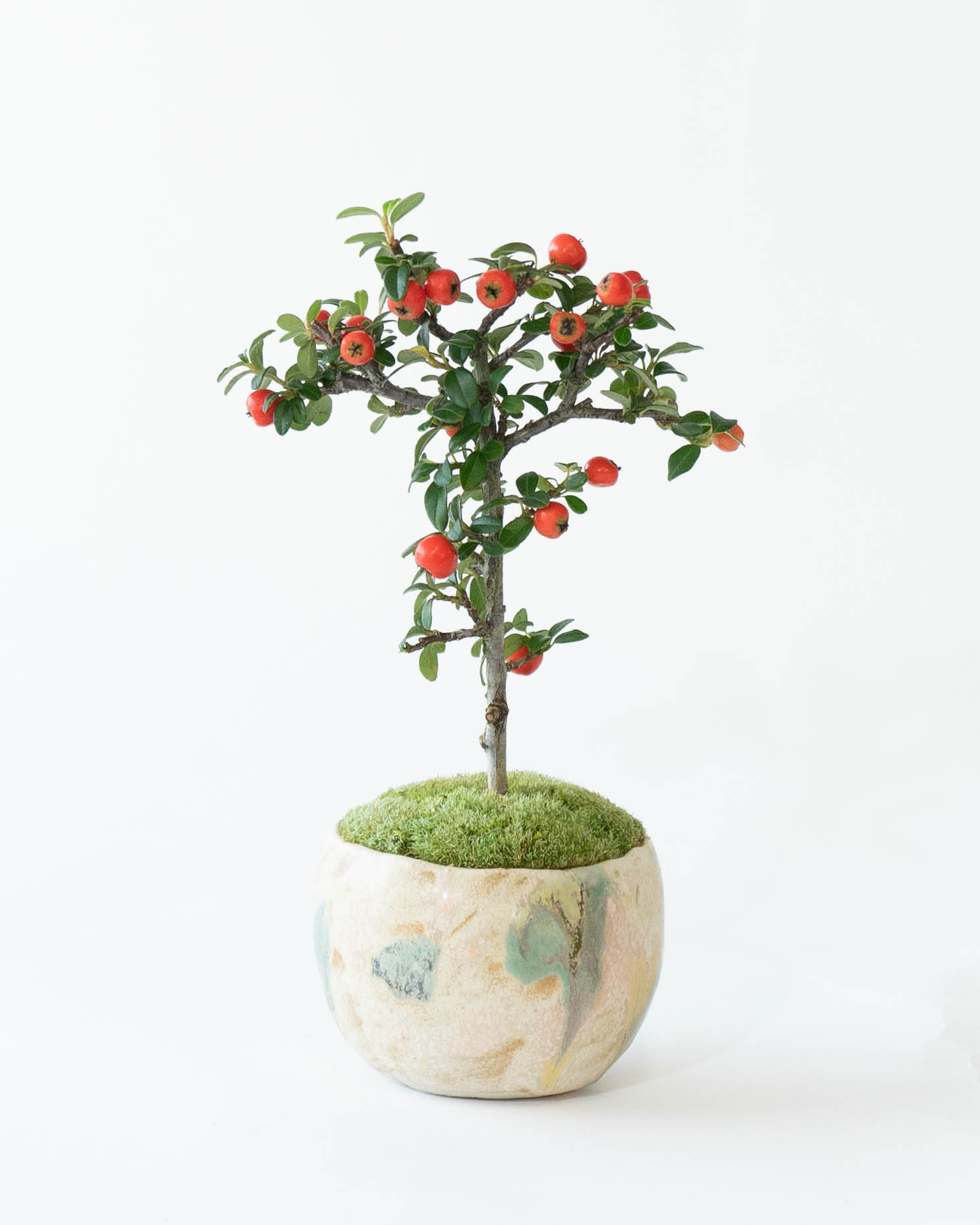 産地直送 盆栽 カマツカコケモモ Lサイズ 鉢色 野山（受け皿セット