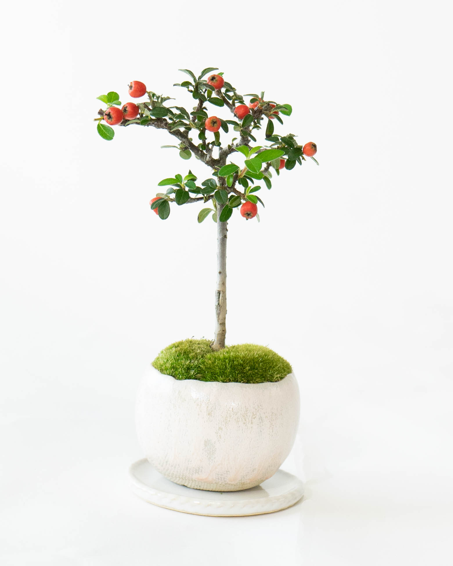 いつまでも元気で　　ガルーダのいる飾り盆 　1500円値下げしました。 ds-skb-kakematsumomo-5_0001.