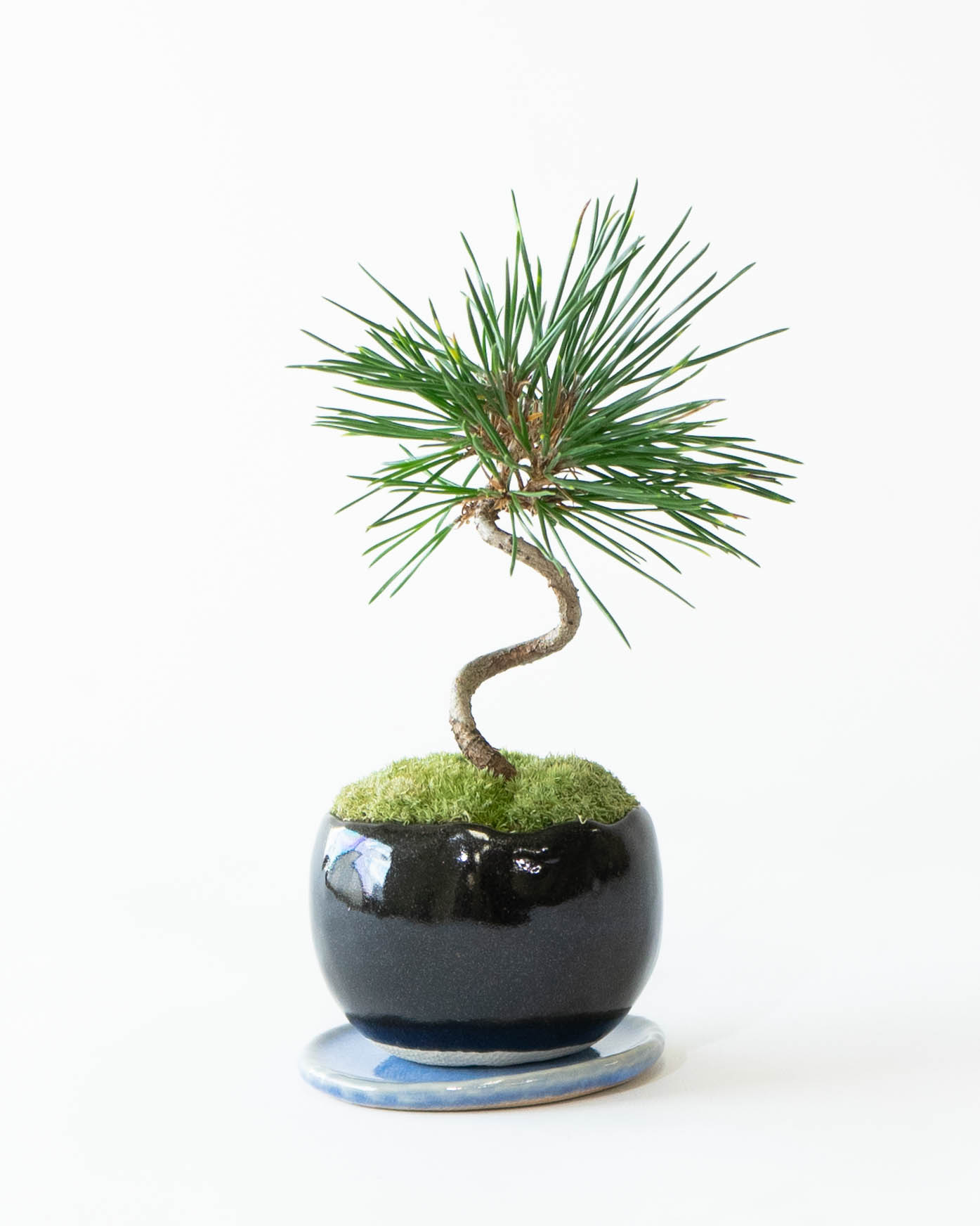 産地直送 盆栽 クロマツ Mサイズ 鉢色 銅黒（受け皿セット）／山形