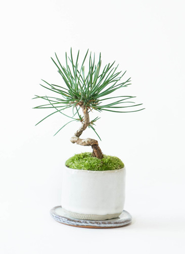 産地直送 盆栽 クロマツ Mサイズ 鉢名 新月M：short 鉢色 白萩（受け皿