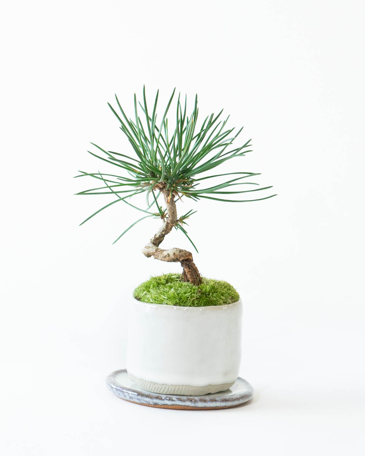 産地直送 盆栽 クロマツ Mサイズ 鉢名 新月M：short 鉢色 白萩（受け皿