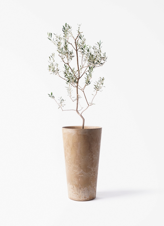 観葉植物 オリーブの木 8号 バロウニ アートストーン トールラウンド