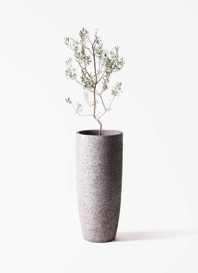 観葉植物 オリーブの木 8号 バロウニ プラスチック鉢 / 小倉園 | 観葉