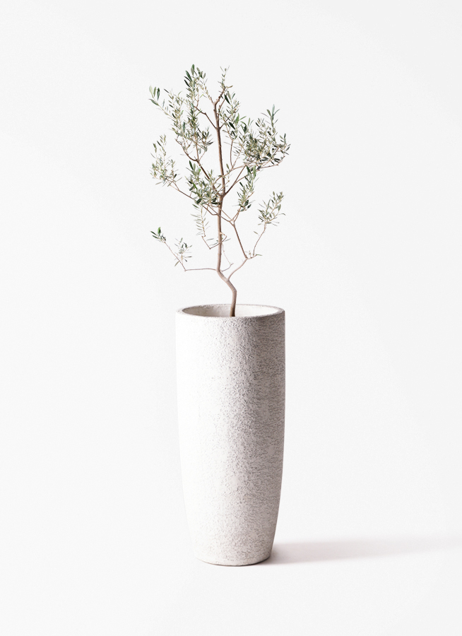 観葉植物 オリーブの木 8号 バロウニ プラスチック鉢 / 小倉園 | 観葉