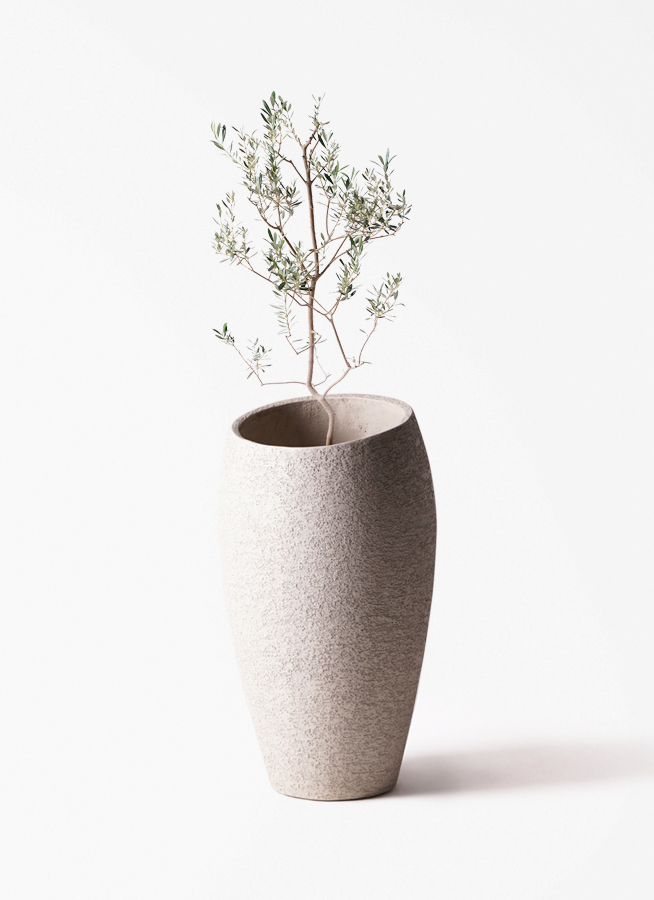 観葉植物 オリーブの木 8号 バロウニ プラスチック鉢 / 小倉園 | 観葉