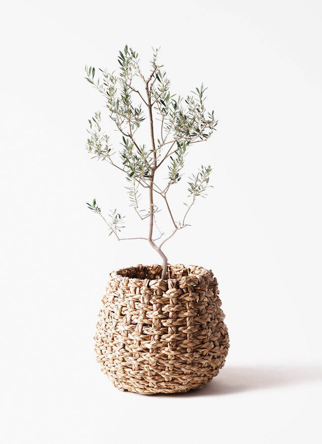 観葉植物 オリーブの木 8号 バロウニ 竹バスケット 付き / 小倉園