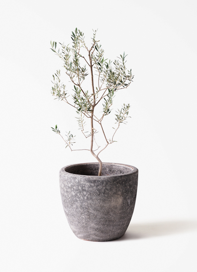 観葉植物 オリーブの木 8号 バロウニ プラスチック鉢 / 小倉園 | 観葉