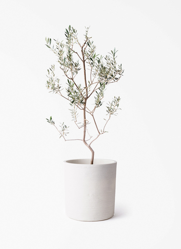 無農薬 21年生 落葉樹 70×120cm 白い鉢 観葉植物 オリーブの木 8号 バロウニ ソンク シリンダー ホワイト