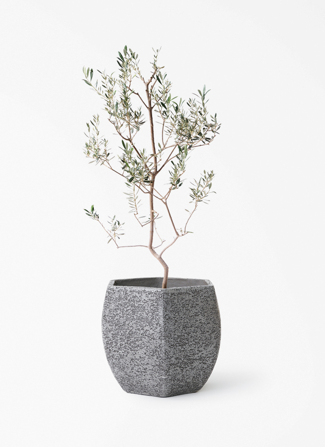 観葉植物 オリーブの木 8号 バロウニ Eco Stone (エコストーン) ヘキサ