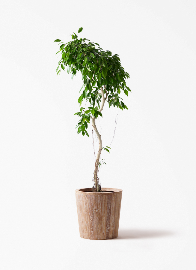 観葉植物 ベンジャミン 9号 ヌダ プラスチック鉢 | 観葉植物なら