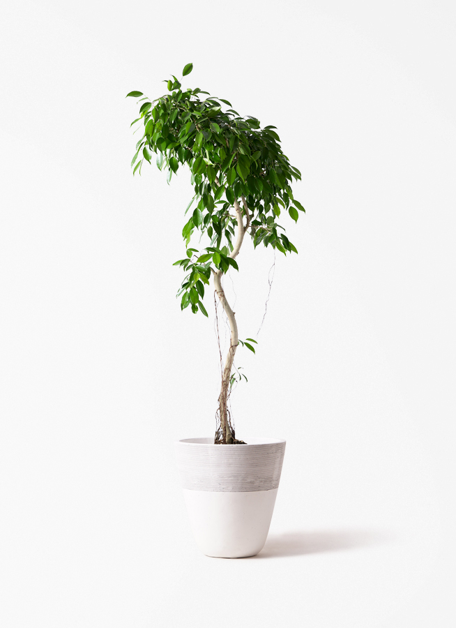 ベンジャミン・ヌダ 約180cm 白鉢 観葉植物 ベンジャミン 9号 ヌダ プラスチック鉢 | 観葉植物なら