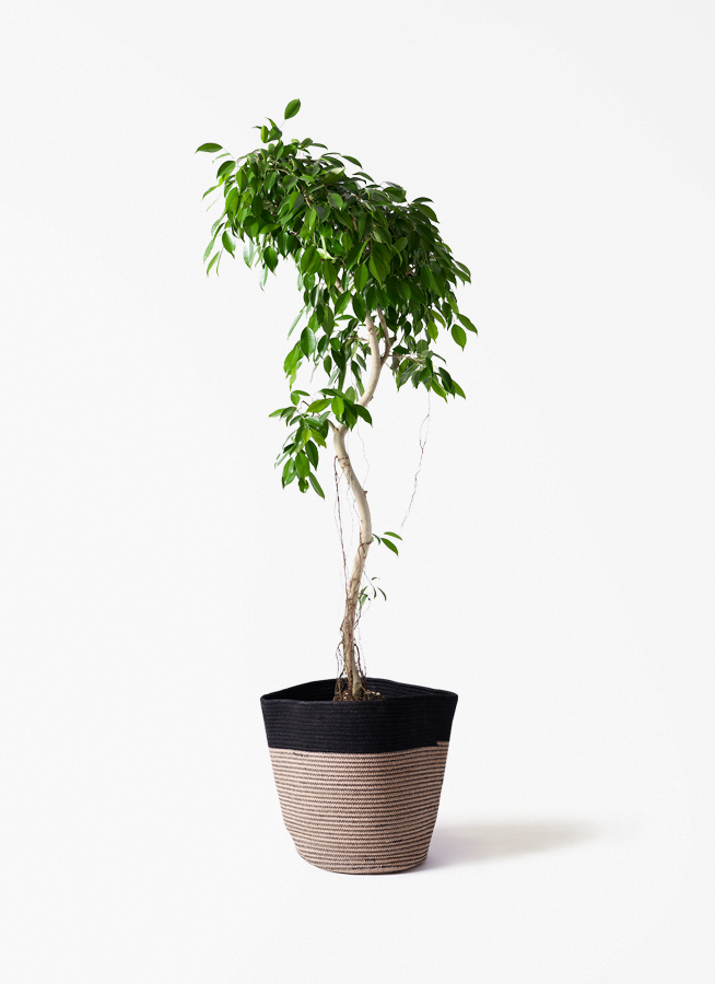 観葉植物 ベンジャミン 9号 ヌダ プラスチック鉢 | 観葉植物なら