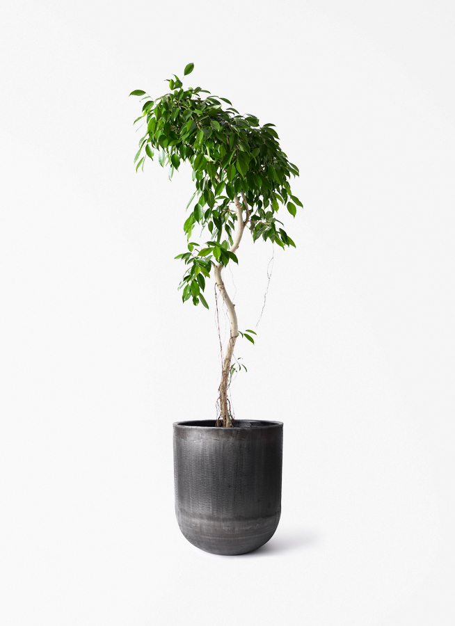 観葉植物 フィカス ベンジャミン 9号 ヌダ アンワール カーフ ミンク