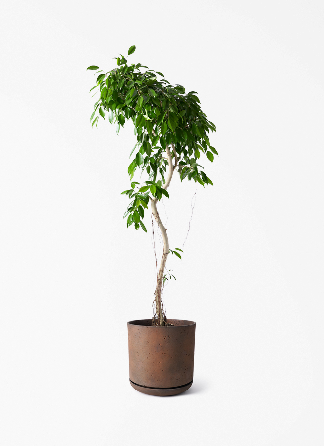 観葉植物 フィカス ベンジャミン 9号 ヌダ ライム ドゥオ ユーポット