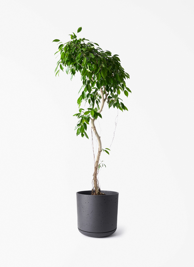 観葉植物 フィカス ベンジャミン 9号 ヌダ ライム ドゥオ ユーポット