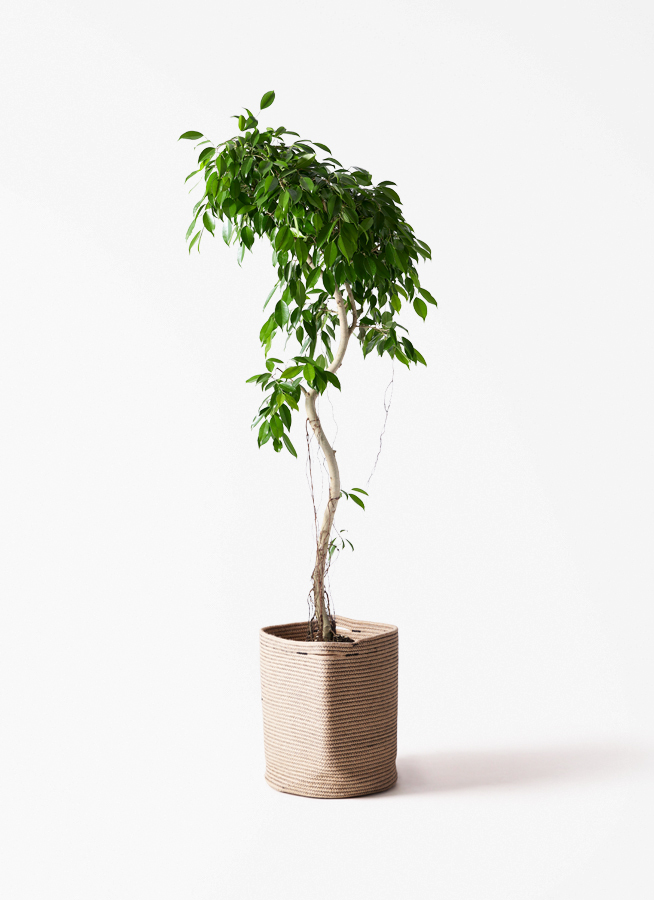 観葉植物 ベンジャミン 9号 ヌダ プラスチック鉢 | 観葉植物なら