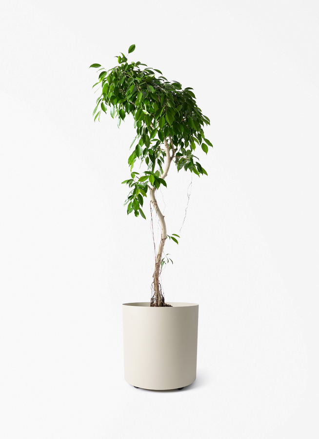 フィカス ベンジャミン ヌダ | 観葉植物通販 Hitohana（ひとはな）