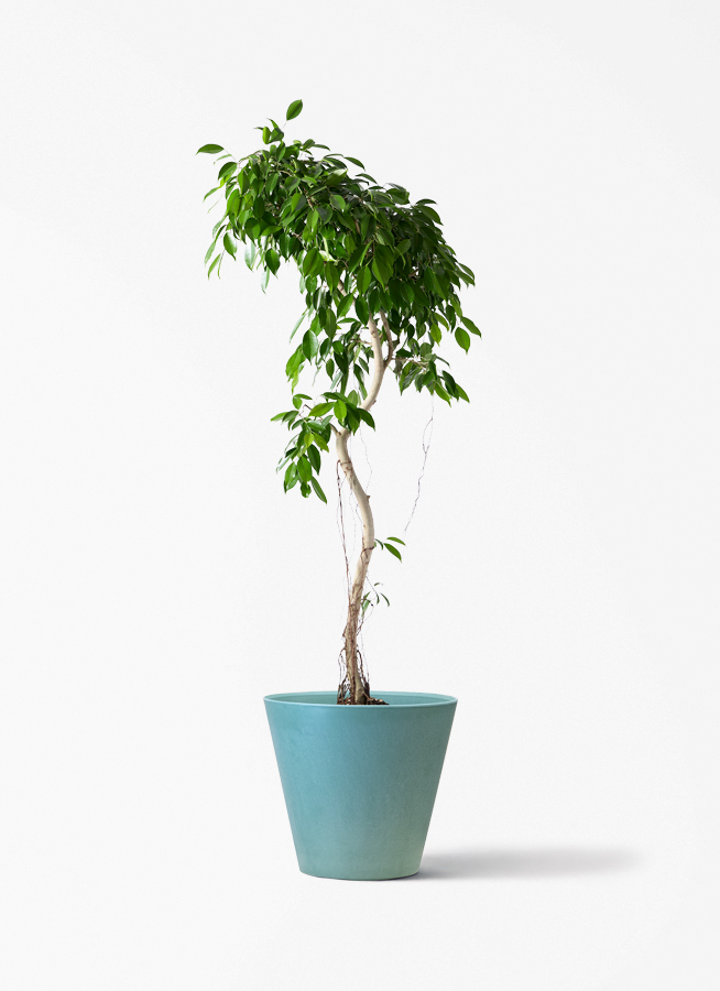 観葉植物 フィカス ベンジャミン 9号 ヌダ アートストーン ラウンド