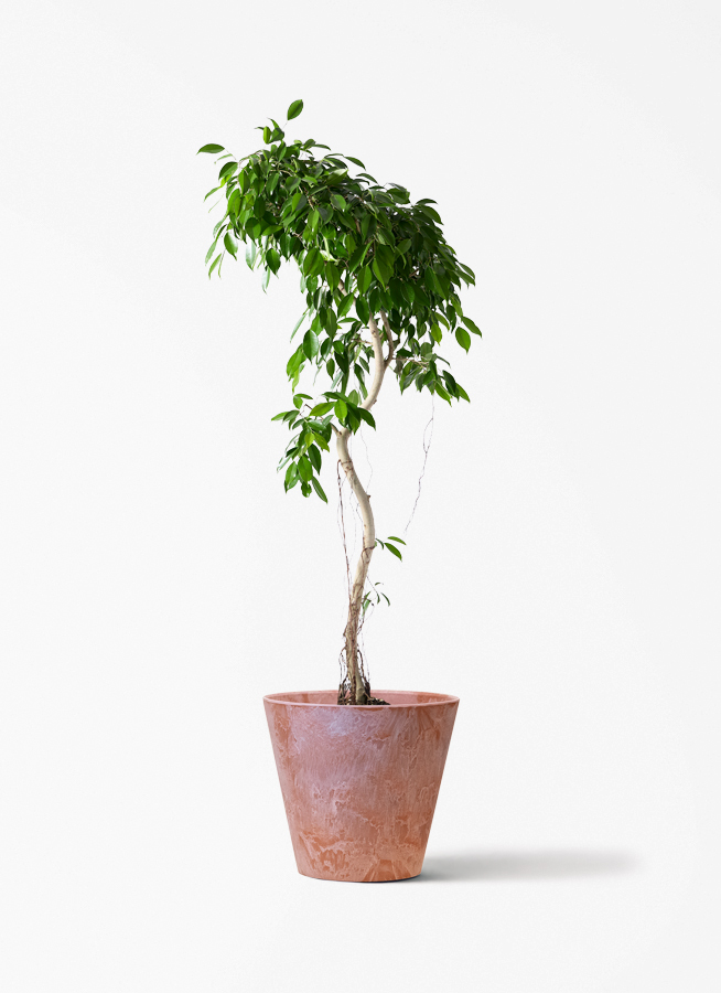 観葉植物 フィカス ベンジャミン 9号 ヌダ アートストーン ラウンド