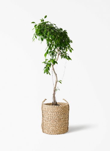 観葉植物 フィカス ベンジャミン 9号 ヌダ LushBasket (ラッシュ