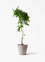 観葉植物 フィカス ベンジャミン 9号 ヌダ ブリティッシュキューブ